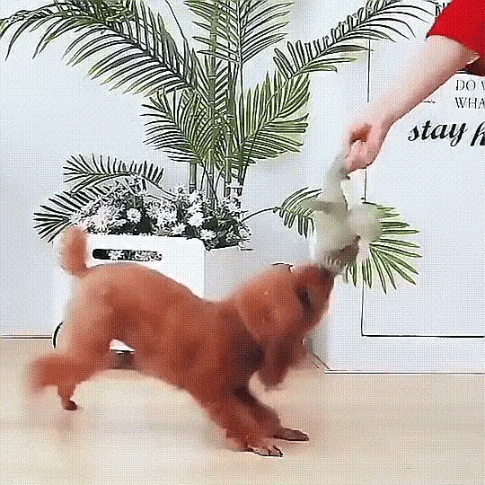 ChewBuddy™ Hundespielzeug – Robustes Quietschspielzeug für starke Kauer | Langlebiges Gummi & Zahnpflege