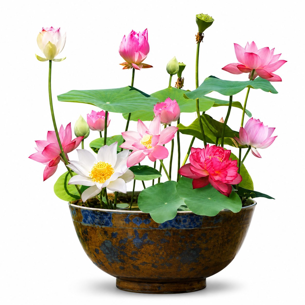 AquaGarden™ Lotus Samen – 10 bunte Bonsai Lotusblumen-Samen für Teich, Wassergarten & Schale - Less Goods