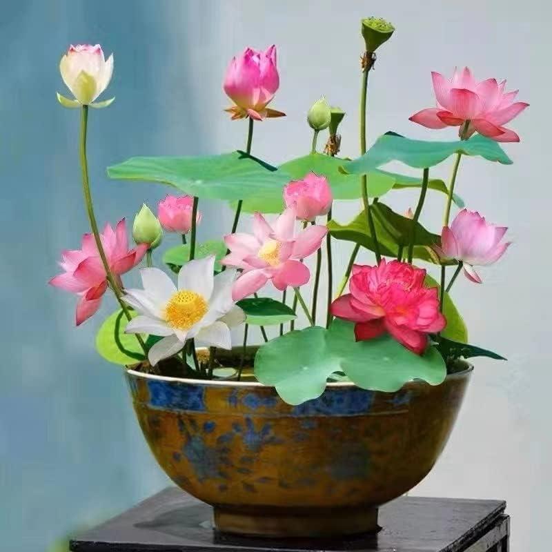 AquaGarden™ Lotus Samen – 10 bunte Bonsai Lotusblumen-Samen für Teich, Wassergarten & Schale