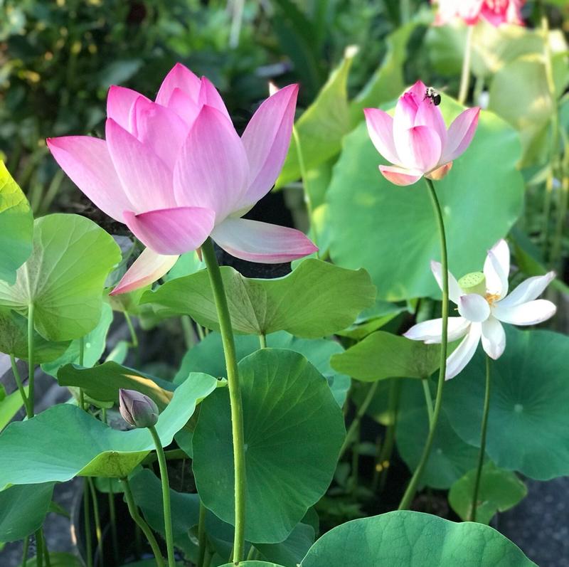 AquaGarden™ Lotus Samen – 10 bunte Bonsai Lotusblumen-Samen für Teich, Wassergarten & Schale