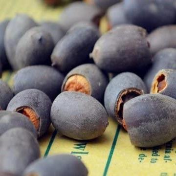 AquaGarden™ Lotus Samen – 10 bunte Bonsai Lotusblumen-Samen für Teich, Wassergarten & Schale