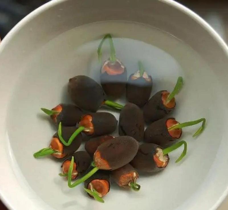 AquaGarden™ Lotus Samen – 10 bunte Bonsai Lotusblumen-Samen für Teich, Wassergarten & Schale