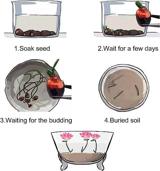 AquaGarden™ Lotus Samen – 10 bunte Bonsai Lotusblumen-Samen für Teich, Wassergarten & Schale