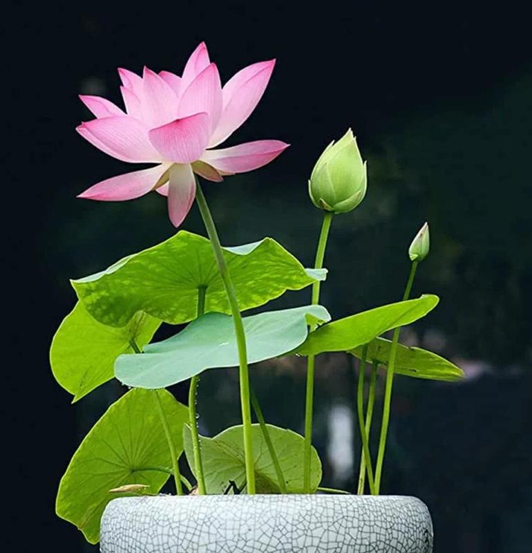 AquaGarden™ Lotus Samen – 10 bunte Bonsai Lotusblumen-Samen für Teich, Wassergarten & Schale