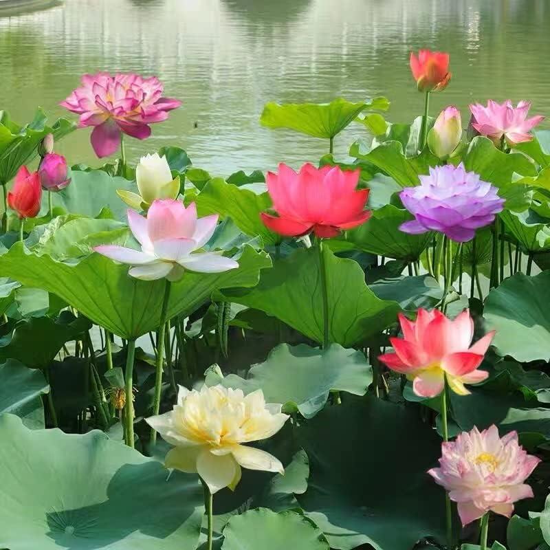 AquaGarden™ Lotus Samen – 10 bunte Bonsai Lotusblumen-Samen für Teich, Wassergarten & Schale